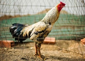 Copyright law / copyright infringement / copyright protection / WIPO Proof